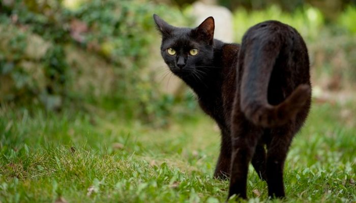 Bỗng thấy mèo đen điềm lành hay ác