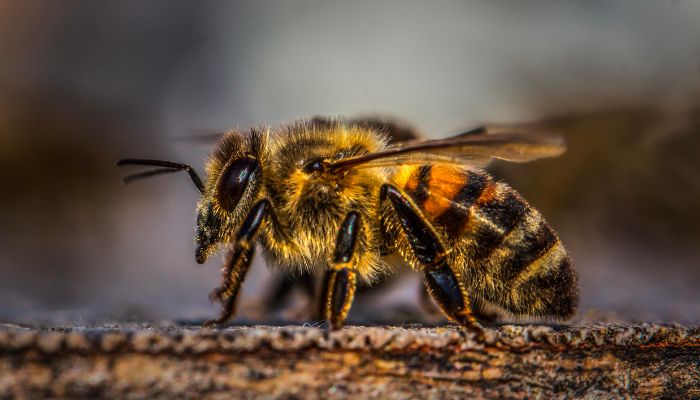 Mơ thấy con ong có ý nghĩa gì