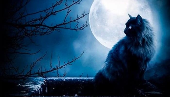 Mơ thấy mèo đen vào nhà ban đêm
