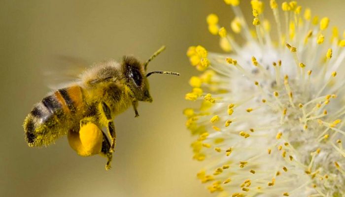 Mộng thấy con ong mật